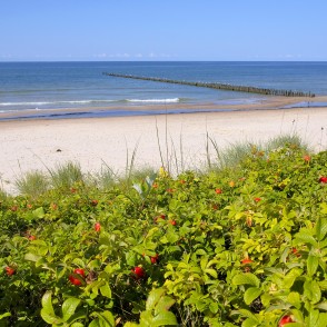 Green dune vegetation with rose hips and a sandy beach by the sea Green dune vegetation with rose hips and a sandy beach by the sea