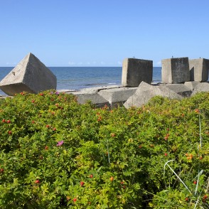 Betona viļņlaužu bloki un savvaļas rožu krūmi pie Papes Bākas Betona viļņlaužu bloki un savvaļas rožu krūmi pie Papes Bākas