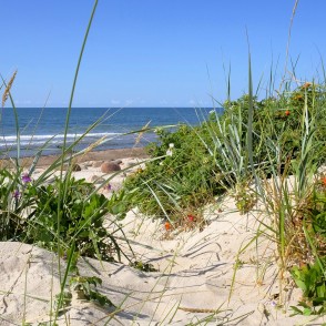 Smilšu kāpas ar savvaļas augiem pie Baltijas jūras Smilšu kāpas ar savvaļas augiem pie Baltijas jūras