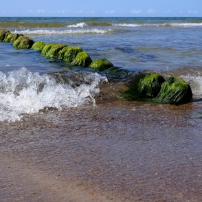 Aļģēm klātas koka mola paliekas Baltijas jūras seklumā Papes pludmalē Aļģēm klātas koka mola paliekas Baltijas jūras seklumā Papes pludmalē