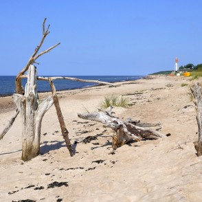 Papes pludmale ar bāku un izskalotiem kokiem Papes pludmale ar bāku un izskalotiem kokiem