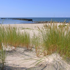 Smilšu kāpas ar piejūras zālēm Papes pludmalē pie Baltijas jūras Smilšu kāpas ar piejūras zālēm Papes pludmalē pie Baltijas jūras
