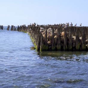 Koka steķu rinda ar kormorāniem un kaijām Baltijas jūrā Koka steķu rinda ar kormorāniem un kaijām Baltijas jūrā