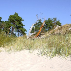 Priežu mežs un nokaltuši koki Bernātu pludmales kāpās Priežu mežs un nokaltuši koki Bernātu pludmales kāpās
