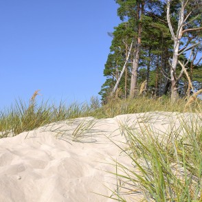 Smilšu kāpa ar piekrastes zālēm un priedēm Bernātu pludmalē Smilšu kāpa ar piekrastes zālēm un priedēm Bernātu pludmalē