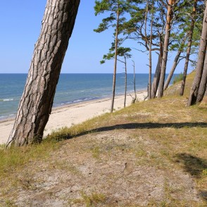 Priedes uz stāvkrasta ar skatu uz smilšu pludmali Bernātu piekrastē Priedes uz stāvkrasta ar skatu uz smilšu pludmali Bernātu piekrastē