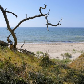 Nokaltis koks uz stāvkrasta ar skatu uz jūru Bernātu pludmalē Nokaltis koks uz stāvkrasta ar skatu uz jūru Bernātu pludmalē