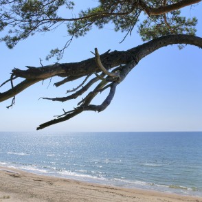 Priedes zars virs jūras ar smilšu pludmali Bernātu piekrastē Priedes zars virs jūras ar smilšu pludmali Bernātu piekrastē