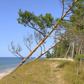 Slīpas priedes uz stāvkrasta ar jūras skatu Bernātu pludmalē Slīpas priedes uz stāvkrasta ar jūras skatu Bernātu pludmalē