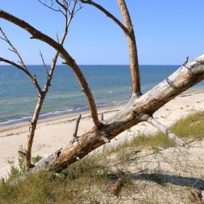 Nokaltis priedes stumbrs uz stāvkrasta virs smilšu pludmales Nokaltis priedes stumbrs uz stāvkrasta virs smilšu pludmales