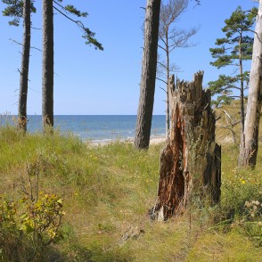 Skats uz Baltijas jūru caur priedēm Bernātu pludmalē Skats uz Baltijas jūru caur priedēm Bernātu pludmalē