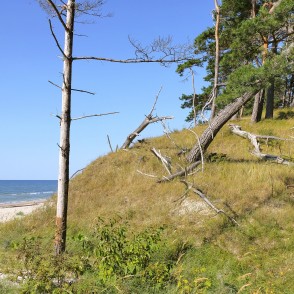 Piejūras kāpa ar noliektām priedēm un jūras fonu Bernātos Piejūras kāpa ar noliektām priedēm un jūras fonu Bernātos