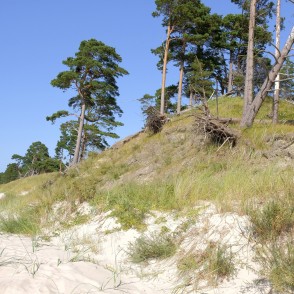 Smilšainas piejūras kāpas ar priedēm un zālāju Bernātos Smilšainas piejūras kāpas ar priedēm un zālāju Bernātos