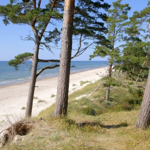 Priežu mežs pie jūras ar skatu uz smilšainu pludmali Priežu mežs pie jūras ar skatu uz smilšainu pludmali