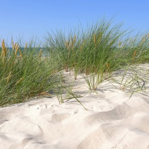 Smilšu kāpa ar jūrmalas zāli pie jūras Smilšu kāpa ar jūrmalas zāli pie jūras