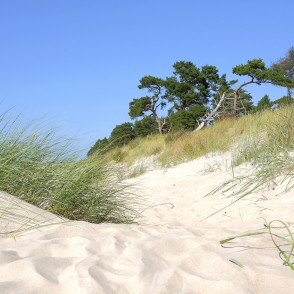 Smilšaina piejūras kāpa ar priedēm un zālienu Smilšaina piejūras kāpa ar priedēm un zālienu
