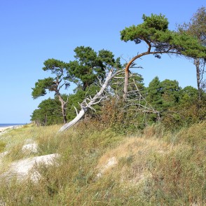 Piejūras kāpas ar vējā noliektām priedēm pie pludmales Piejūras kāpas ar vējā noliektām priedēm pie pludmales