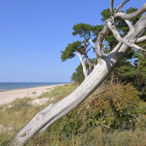 Nokaltis koks piejūras kāpās ar skatu uz jūru Nokaltis koks piejūras kāpās ar skatu uz jūru