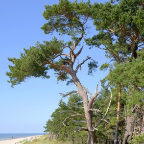 Vējā veidota priede piejūras kāpās ar skatu uz jūru Vējā veidota priede piejūras kāpās ar skatu uz jūru