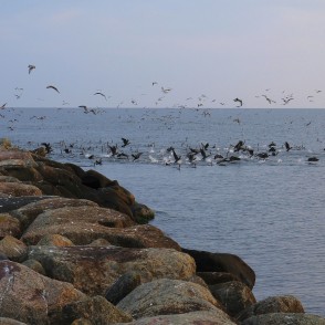 Putni lido pie Rojas mola Putni lido pie Rojas mola