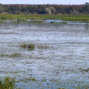 Gūmelis (agrākais Lubāna līcis) Gūmelis (agrākais Lubāna līcis)