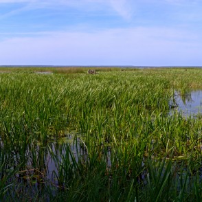 Lubānas ezera panorāma Lubānas ezera panorāma