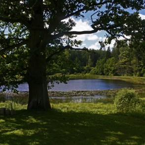 Ozols pie Mācītājmuižas ezera Ozols pie Mācītājmuižas ezera