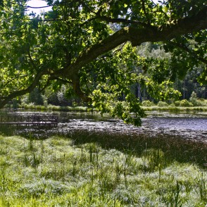 Mācītājmuižas ezers Mācītājmuižas ezers