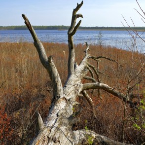 Nokaltis koks Klāņezera krastā Nokaltis koks Klāņezera krastā