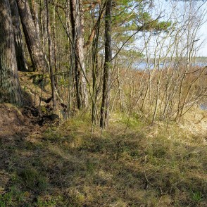 Mežs Klāņezera krastā Mežs Klāņezera krastā