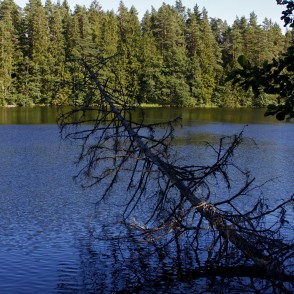 Ezerā iekritis koks Ezerā iekritis koks