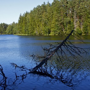 Ezerā iekritis koks Ezerā iekritis koks