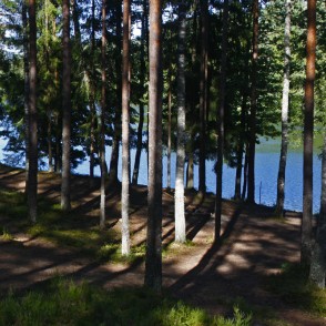 Mežs Mordangas ezera krastā Mežs Mordangas ezera krastā