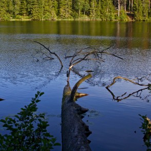 Ezerā iekritis koks Ezerā iekritis koks