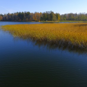 Dzeltenas niedres Alūksnes ezerā Dzeltenas niedres Alūksnes ezerā