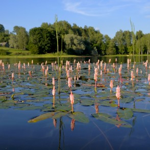 Abinieku sūrene Ievas ezerā Abinieku sūrene Ievas ezerā