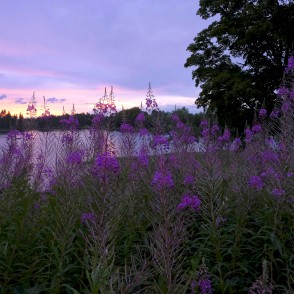 Lazdonas ezers un šaurlapu ugunspuķe Lazdonas ezers un šaurlapu ugunspuķe