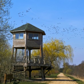 Tērvetes Gulbju tornis un tundras sējas zosis Tērvetes Gulbju tornis un tundras sējas zosis