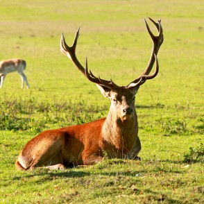 Staltbriedis (Cervus elaphus) Staltbriedis (Cervus elaphus)