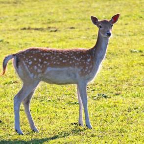 Dambriedis Dambriedis