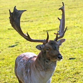 Dambriedis Dambriedis