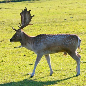 Dambriedis Dambriedis