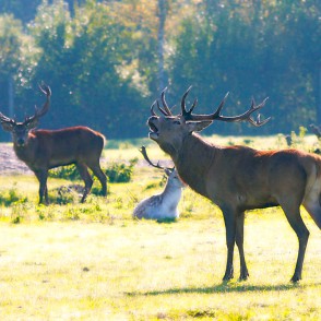 Staltbrieži Staltbrieži