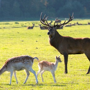 Staltbriedis Staltbriedis