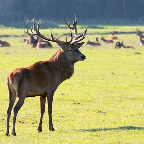 Staltbriedis Staltbriedis