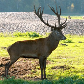 Staltbrieža bullis Staltbrieža bullis