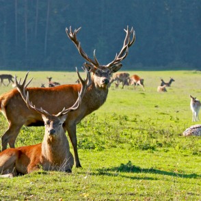 Staltbrieži Staltbrieži