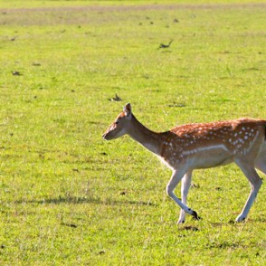 Dambrieži Dambrieži