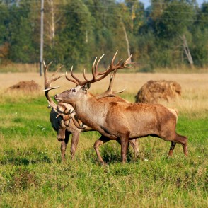 Staltbrieži Staltbrieži