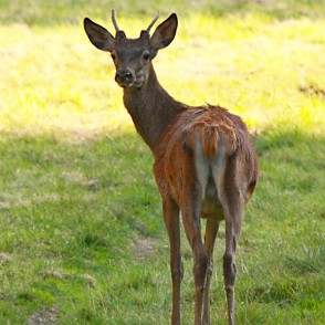 Staltbriedis Staltbriedis